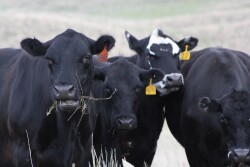 Cows that are unruly and nervous are less likely to conceive by AI.