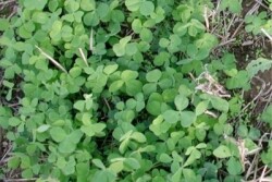 Redclover_covercrop
