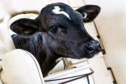 Precision dairy technology isn’t just for cows. Autofeeders, activity monitors, and other emerging tools are making it possible to raise calves with the type of individual attention received by the calves of yesterday. 
