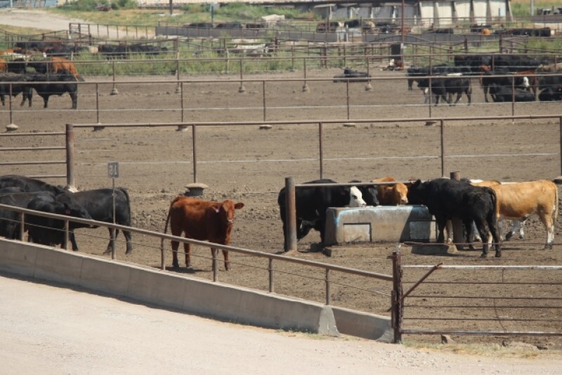 BT_Feedlot_Cattle_Water_Tank