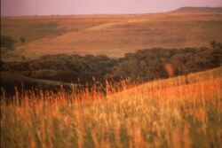 Big bluestem is a dominant prairie grass across the Plains.