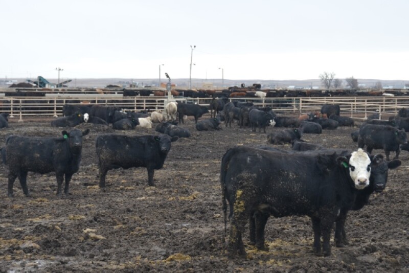 BT_Feedlot_Cattle