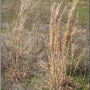 Goodchild-broomsedge