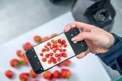 Hand holding a smartphone to take a photo of strawberries