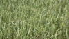 Making hailed corn into corn silage can be a good option. 
