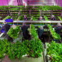 Kalera's indoor vertical farm at work