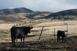 Producers and veterinarians agree that one of our greatest priorities must be to lessen the impact of devastating animal diseases.