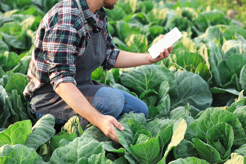person in lettuce field