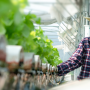 A woman inspects plants growing in an indoor facility.