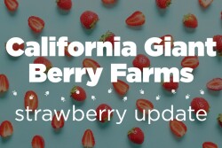 CA Giant strawberry update_0.jpg