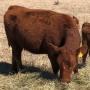 A 3-year-old female that’s A.I. bred with her third calf in utero.