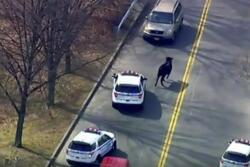 In this image taken from video provided by WABC, a bull that escaped from a local slaughter house is pursued by New York City Police, Tuesday, Feb. 21, 2017, in New York. Police corralled the bull in a backyard in the Queens borough of New York.