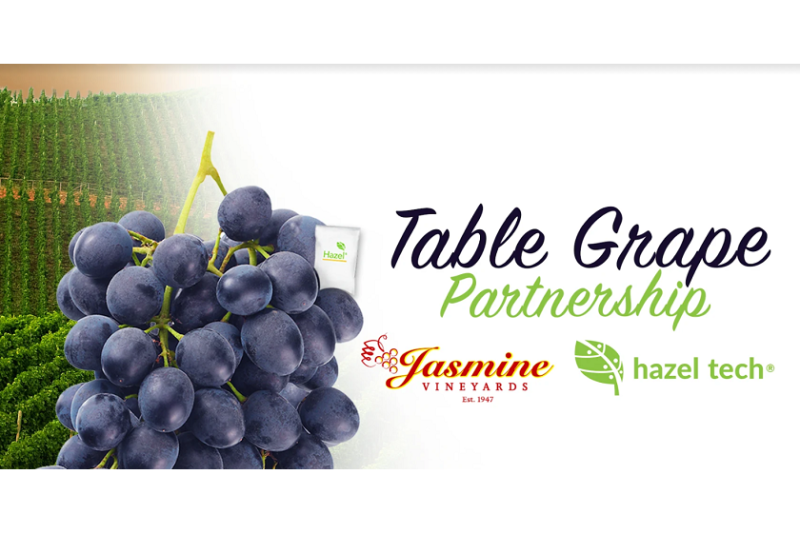jasmine grape