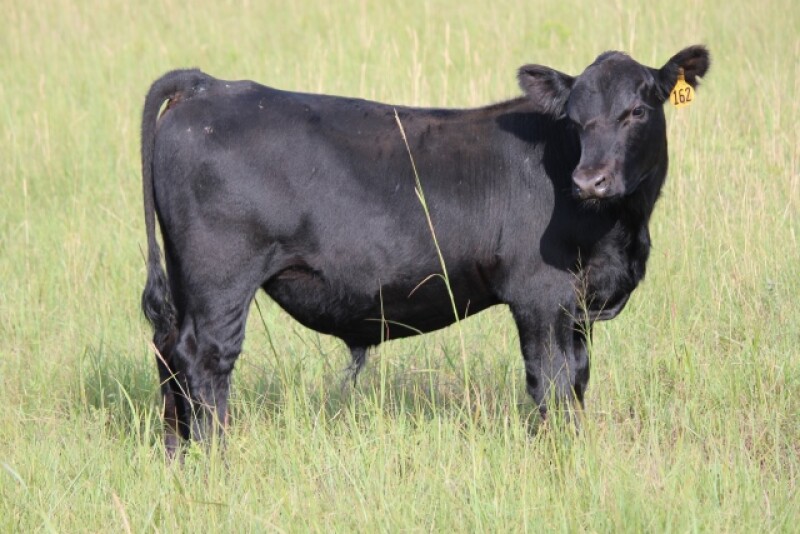 BT_Steer_Grass