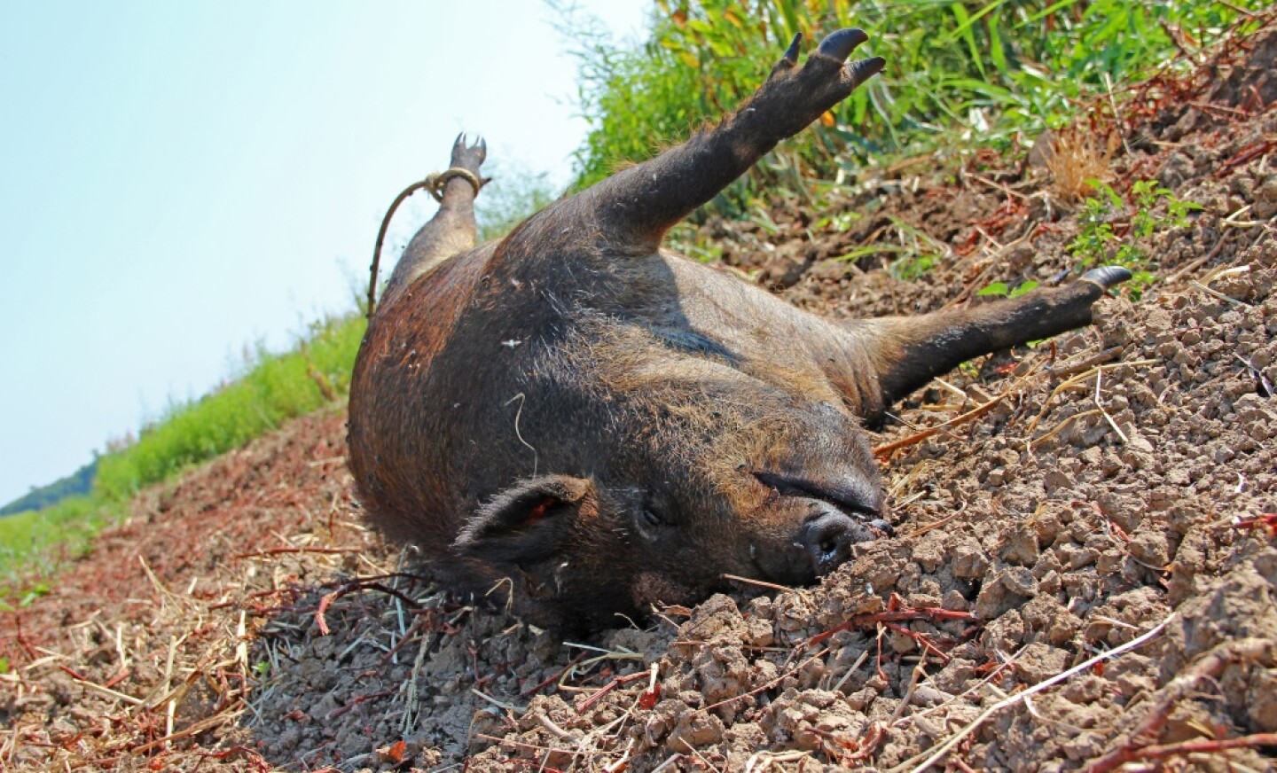 5%20WILD%20PIG%20LIVELY%20LEAD.jpg