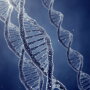 Scientists have long struggled to understand what regulates sperm “capacitation,” the vital physiological process sperm must undergo to become capable of fertilizing an egg cell. 