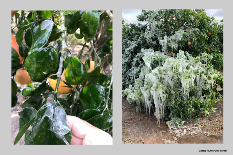 Frozen Citrus in Texas