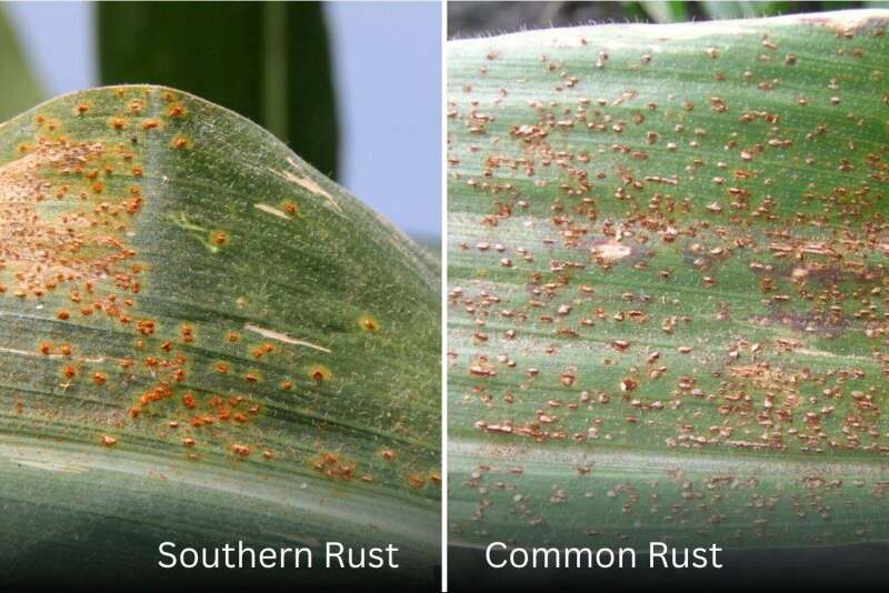 Symptoms of Southern Rust in Corn: When to Scout and What to Look For ...