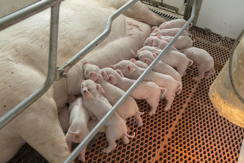 Piglets nursing