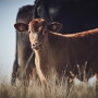 BI calf