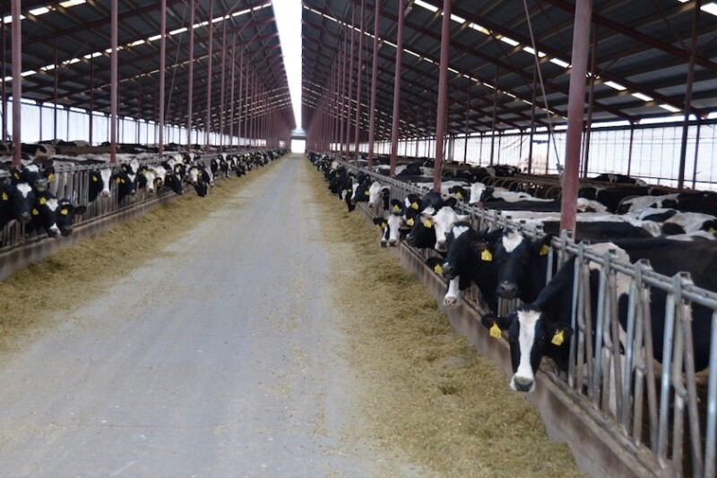The ongoing milk price rollercoaster that seems to be on a downward track has once again forced a Dairy Margin Coverage payment to be issued in 2023.