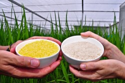 Golden Rice Saga