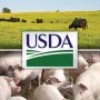 USDA logo with cattle and hog photos