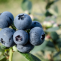Close-up photo of Chilean blueberries