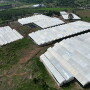 Fresh Farms expands green bell pepper production