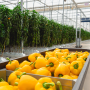 Pure Flavor greenhouse