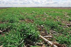 cover crops and residue