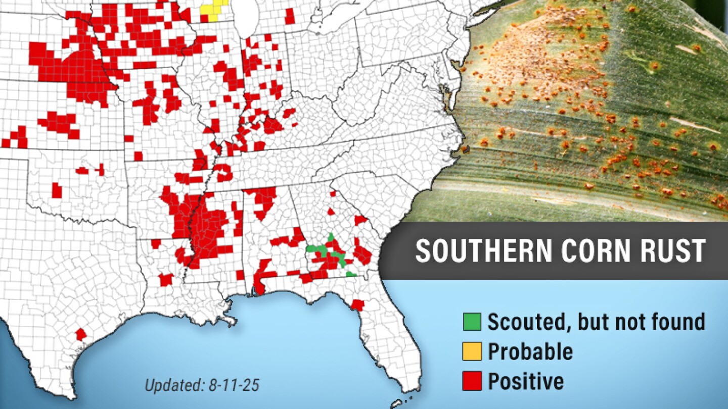 Southern Rust Has Infected Iowa Corn in ‘Likely Every County’ - AgWeb