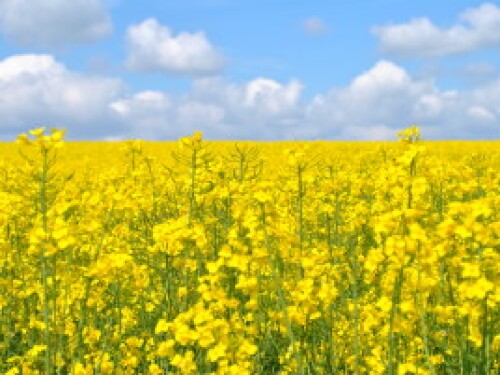Canola-field-300x201_0_1.jpg