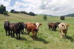 cattle_in_pasture