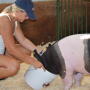 watering pigs with a bucket