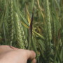 barley yellow dwarf OFG2011