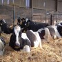 Holstein Dry Cows