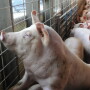 hogs_pigs_(100)