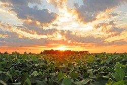The Enviratron – along with researchers at Iowa State University -  are lifting the veil on factors that could impact the future of farming, testing various weather extremes and the impact on plants. 