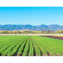 Salinas Valley field. Photo courtesy Eurofins