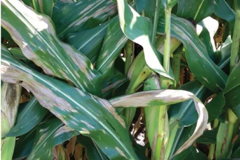 Northern corn leaf blight (NCLB)