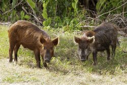 Feral hogs