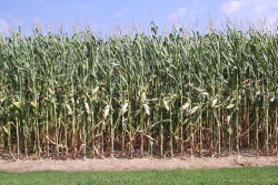 Corn Under Heat Stress