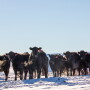 From a cash price perspective, both cattle and beef markets continue on a relatively bullish run the past few weeks. Meanwhile, winter weather has hindered feedyard performance this season.