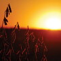 How do you decide what precision and digital agricultural technologies to adopt?