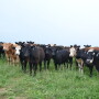 BT_Stocker_Cattle_Kentucky