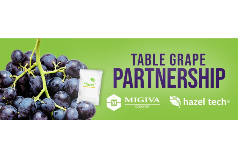 hazel grape