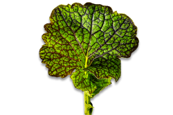 Bowery Farming Mustard Frills