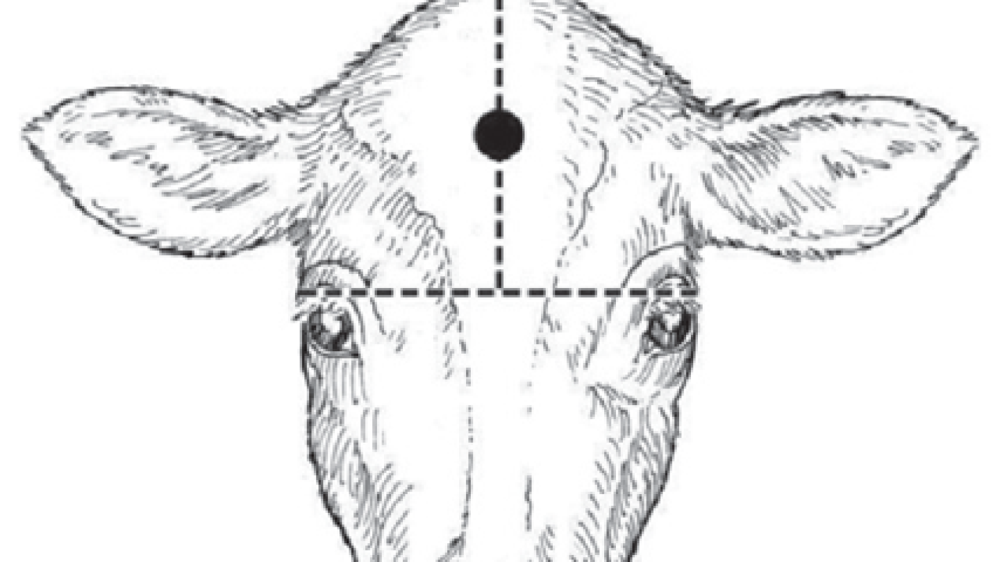 Humane Euthanasia of Cattle - Bovine Vet