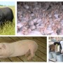 livestock